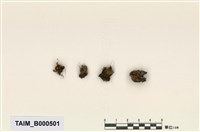 藏品(畸形真苔)的圖片